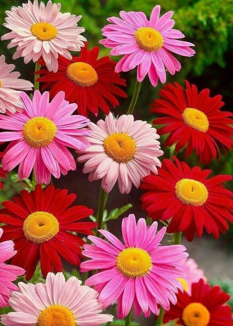 Африканская Ромашка Гербера