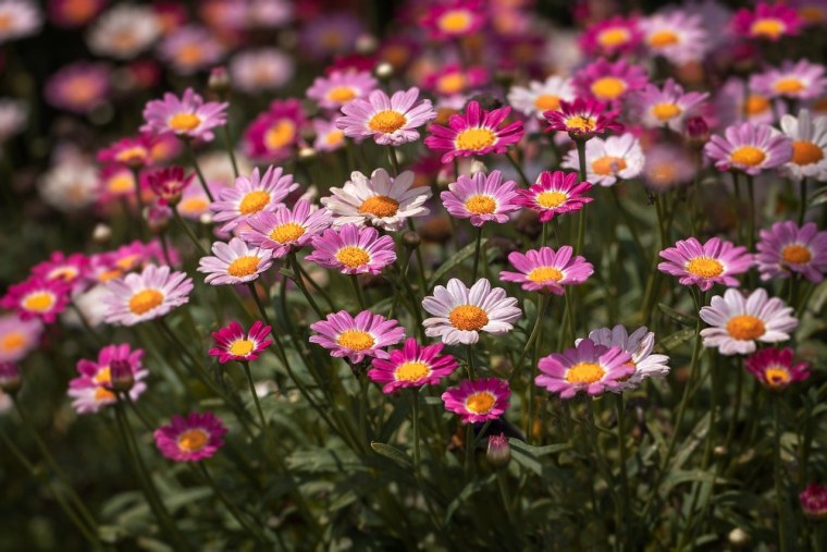 Яркие цветы