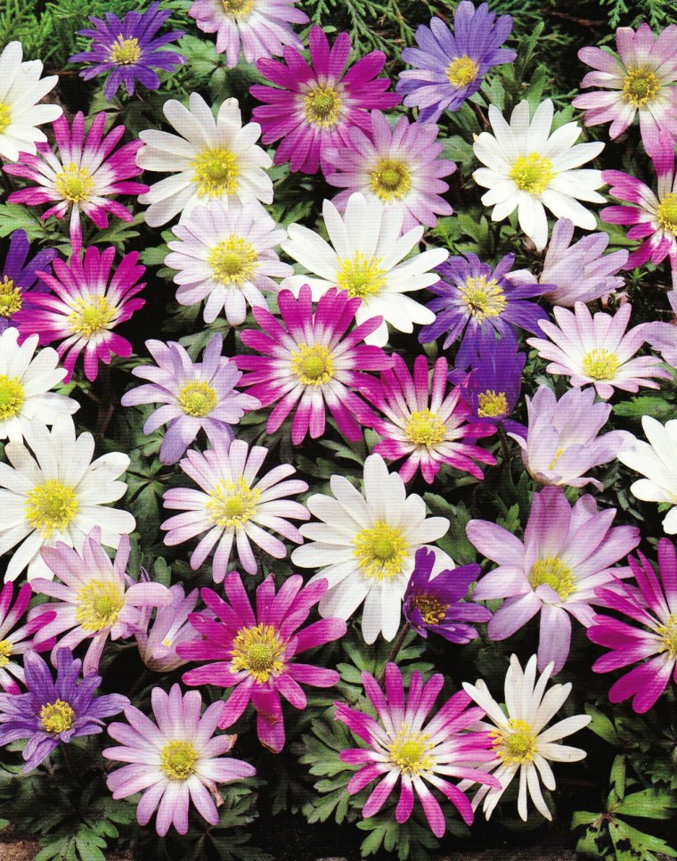 Цветочки инди КИД