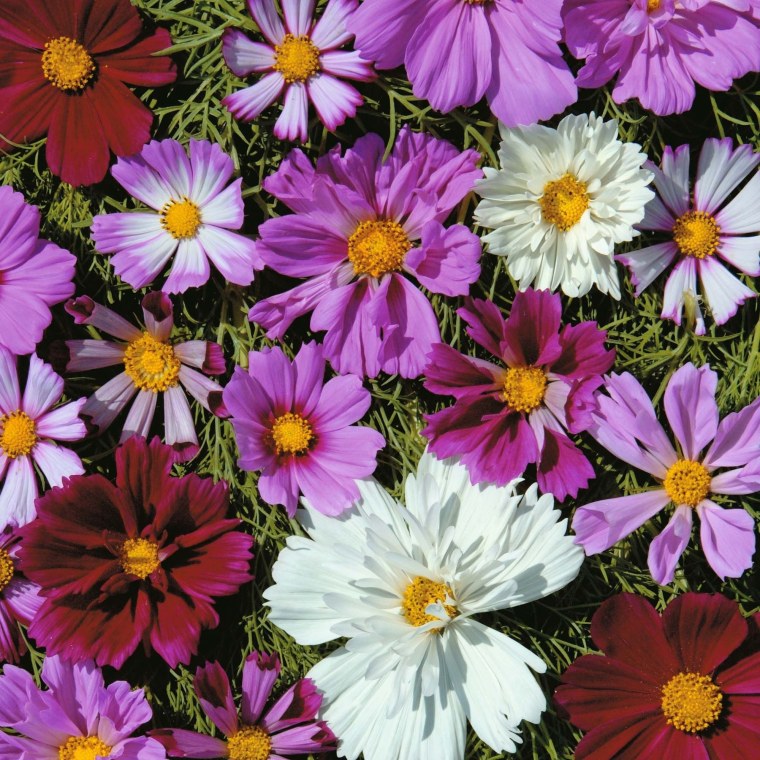 Радужные цвета