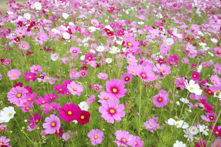 Ромашка космея