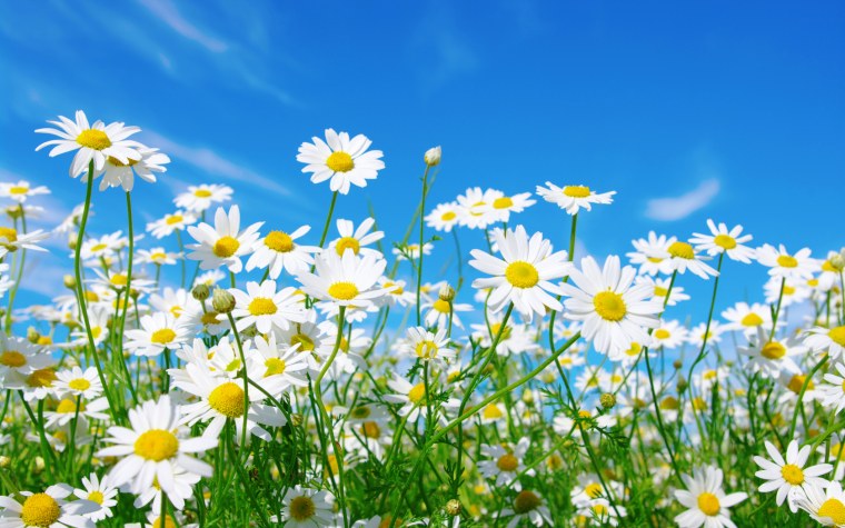 Красивые ромашки