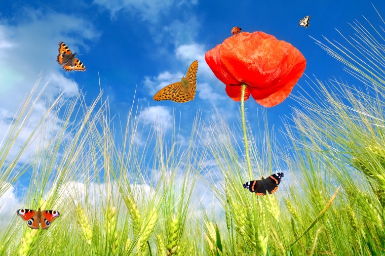 Летняя тема