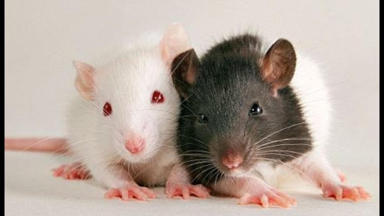 Крыса Лонг Эванс