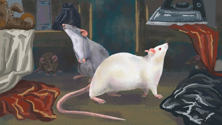 Крысы арт милые