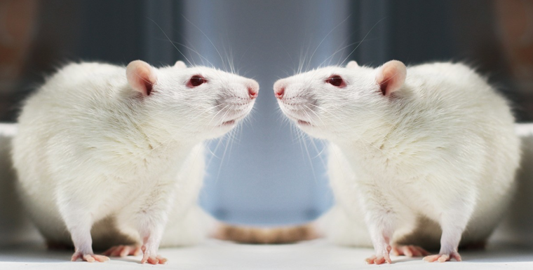 Две милые крысы