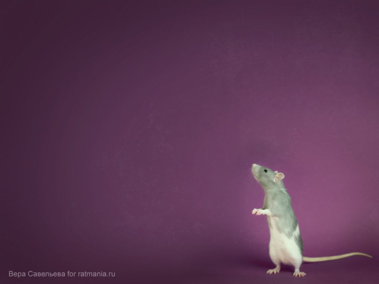 Две милые крыски