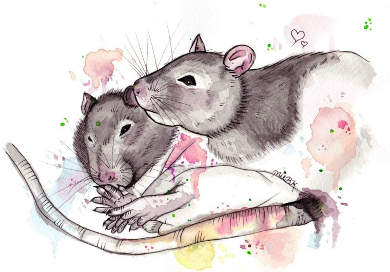 Обои с крысами