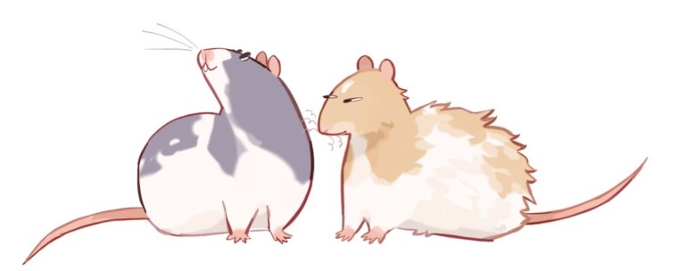 Обои на рабочий стол крысы