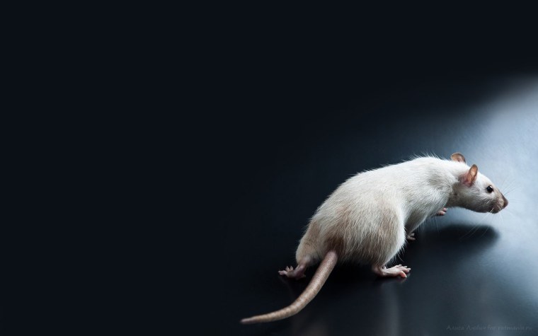 Крыса рисунок