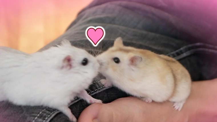 Мышь концепт арт