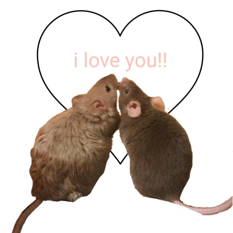 Крыса милый арт