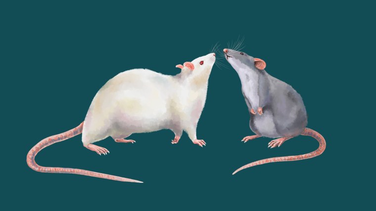 Парные обои с крысами