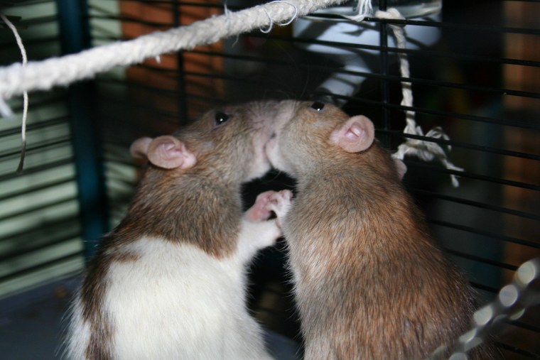 Крыса на заставку