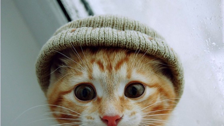 Картины Rihards Donskis коты Воители