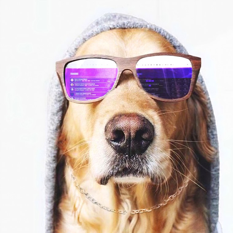 Мопс на аву