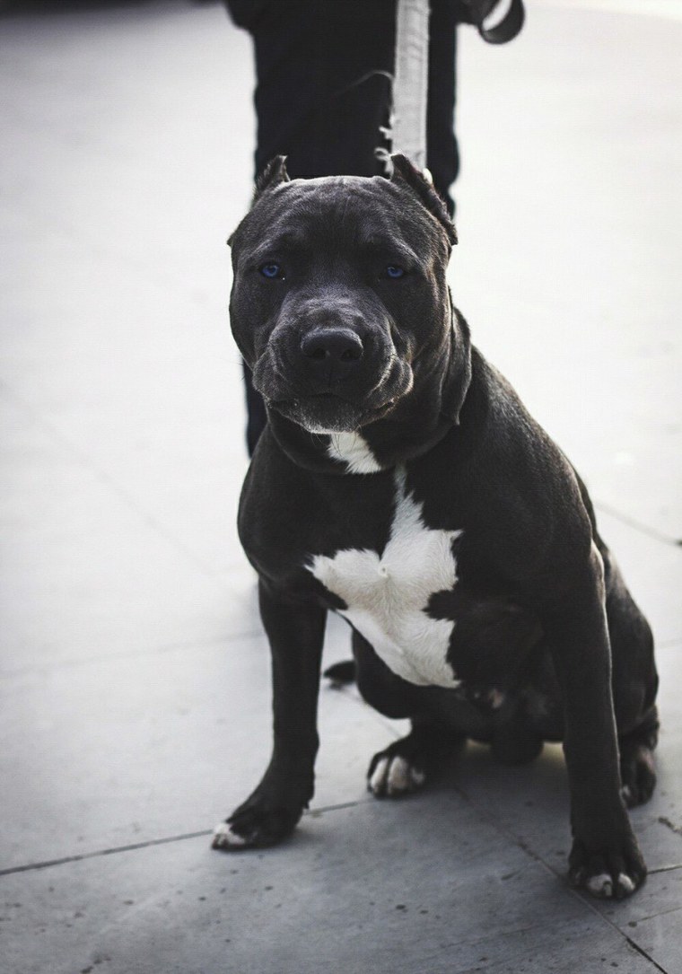 Амстафф черный