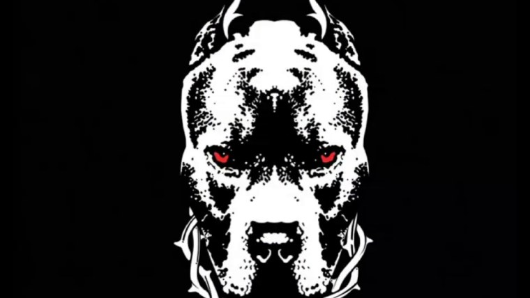 Питбуль на черном фоне