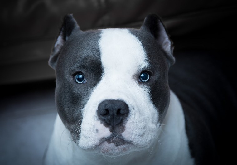 Аргентинский стаффордширский терьер