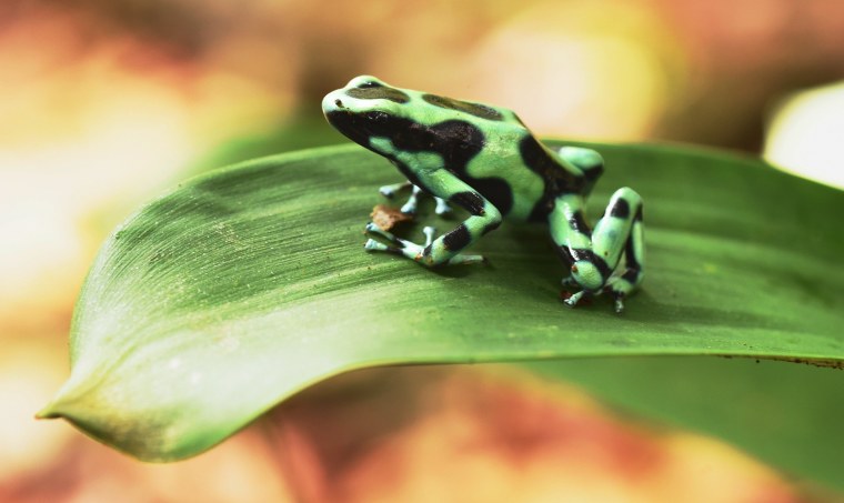 2048 X 1152 лягушка