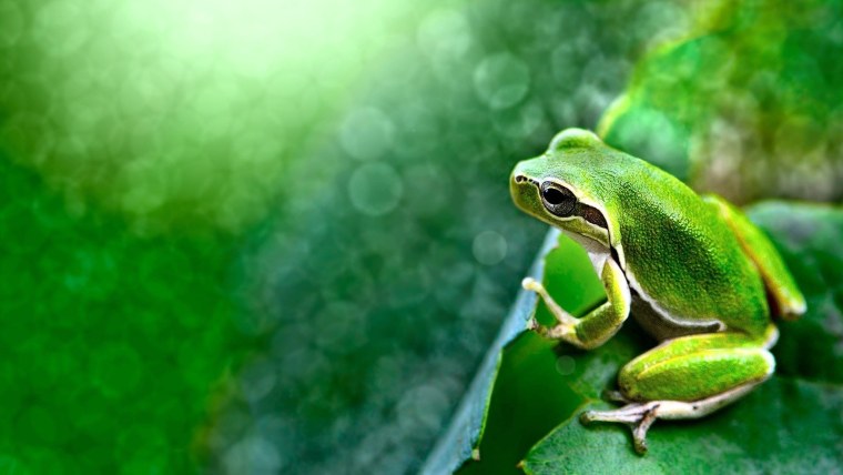 Лягушка на лугу