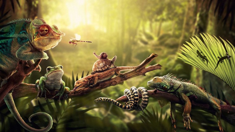 Лягушка инди КИД