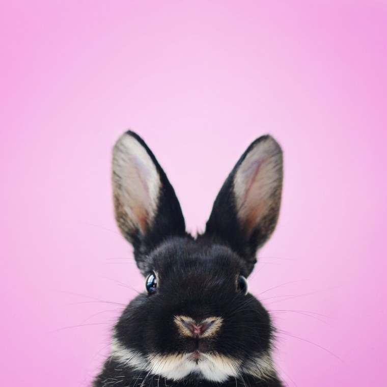 Художник Ryohei Hase кролик