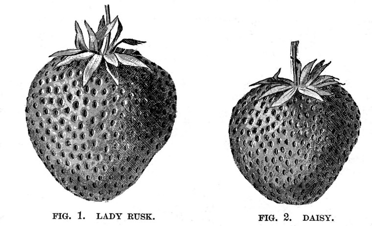 Клубника раскраска