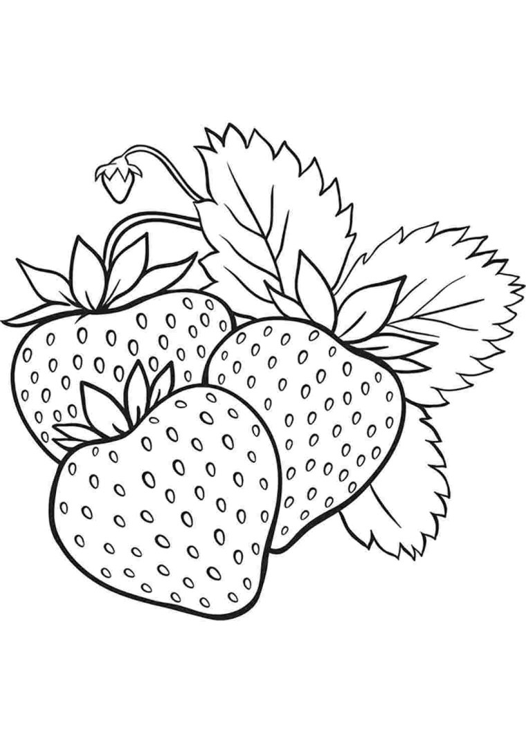 Ягоды рисунок скетч