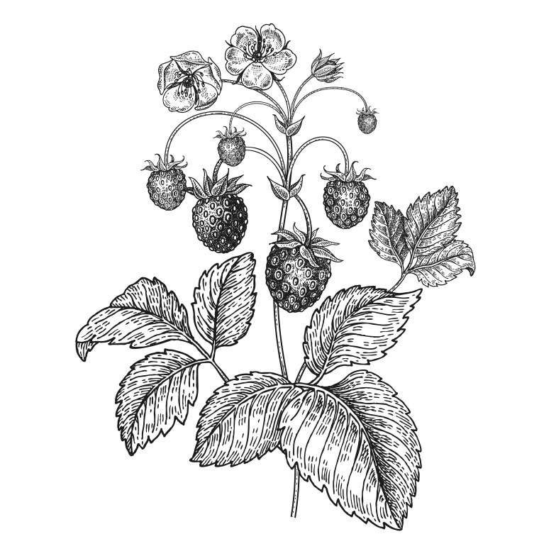 Листья земляники раскраска