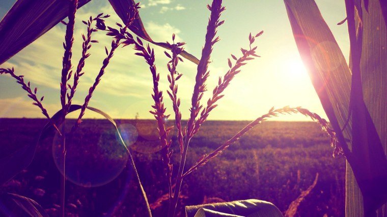 Лето Эстетика