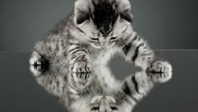 Заставка котики