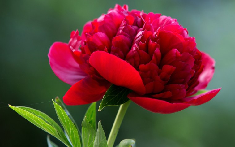 Телевизор Erisson 50flea18t2sm