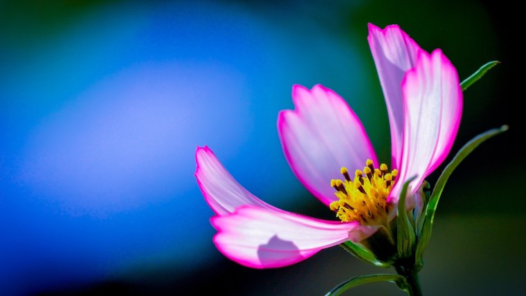 Обои на рабочий стол цветы красивые