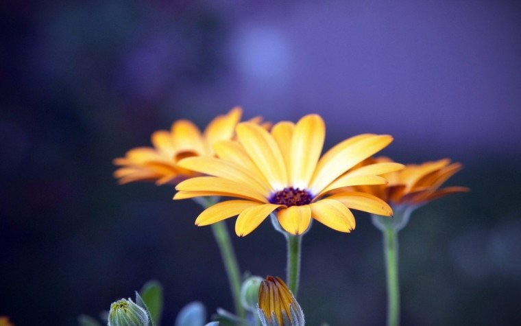 Картинки на рабочий стол цветы