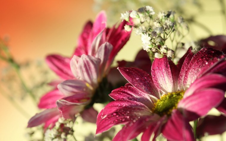 Гортензия голубое небо