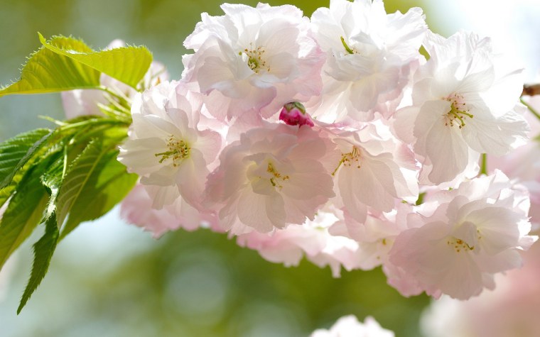 Роза Пинк Крим