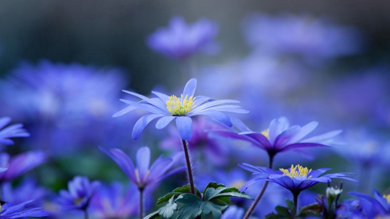 Калифорнийский Мак (эшшольция)