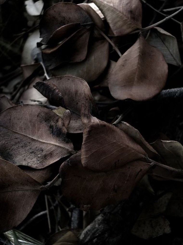 Темно коричневая Эстетика