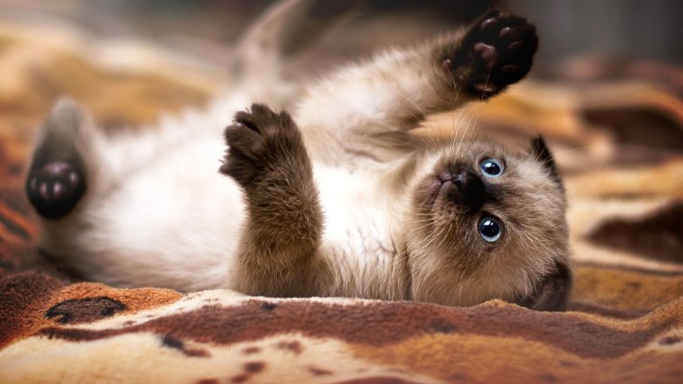 Сиамская вислоухая кошка