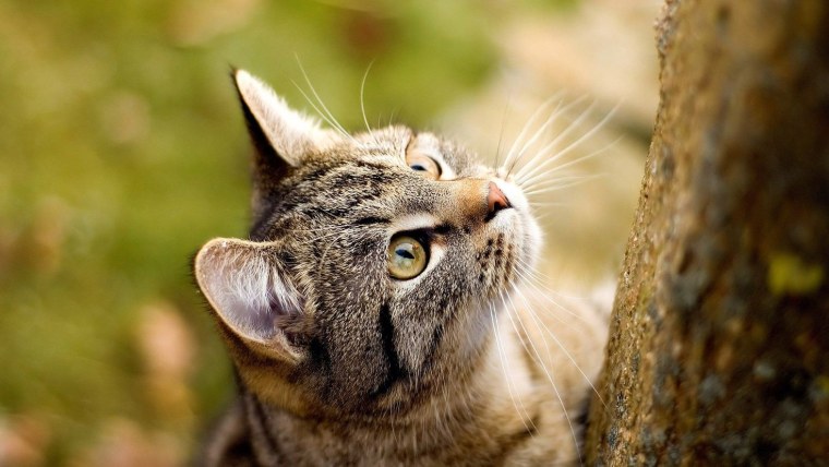 Макро животные