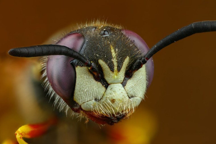 Филант пчелиный волк