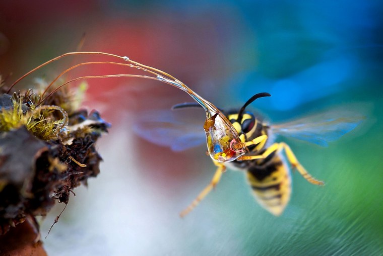 Ирина Козорог фотограф