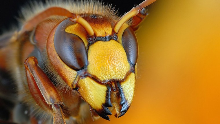 Мандибулы шершня