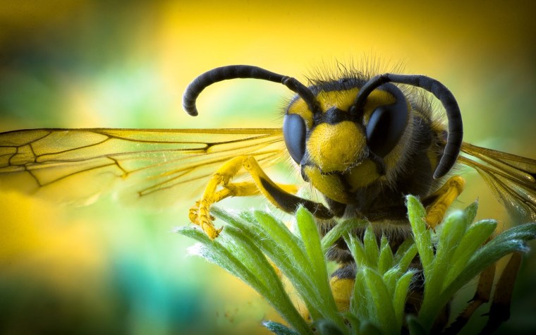 Гигантский японский Шершень