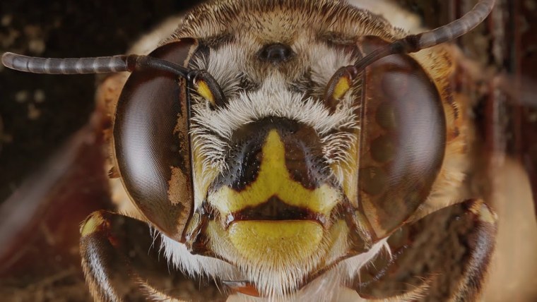 Пять глаз у пчелы