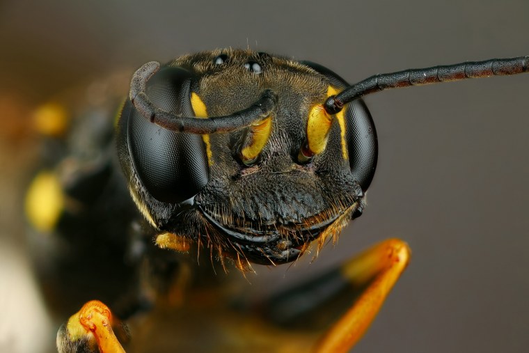 Оса в макросъемке