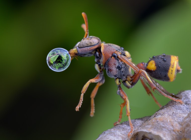 Макромир пчела