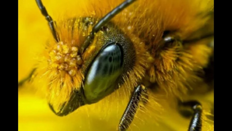 Глаза пчелы