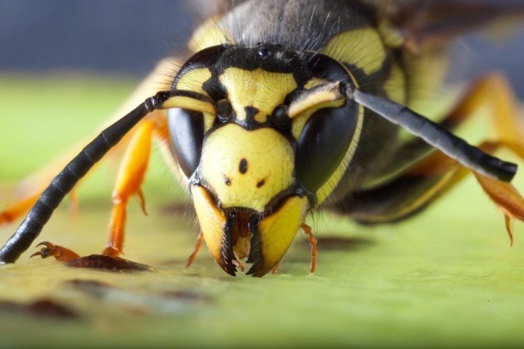 Шершень под микроскопом
